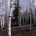 BIRCHES