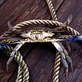 MARYLAND BLUE CRAB